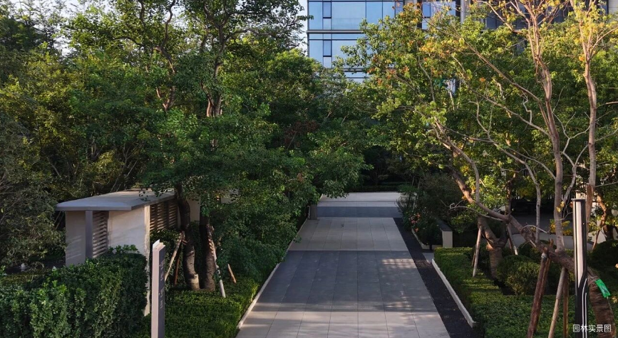 白桦林天成丨在城市中心，找回生活诗意