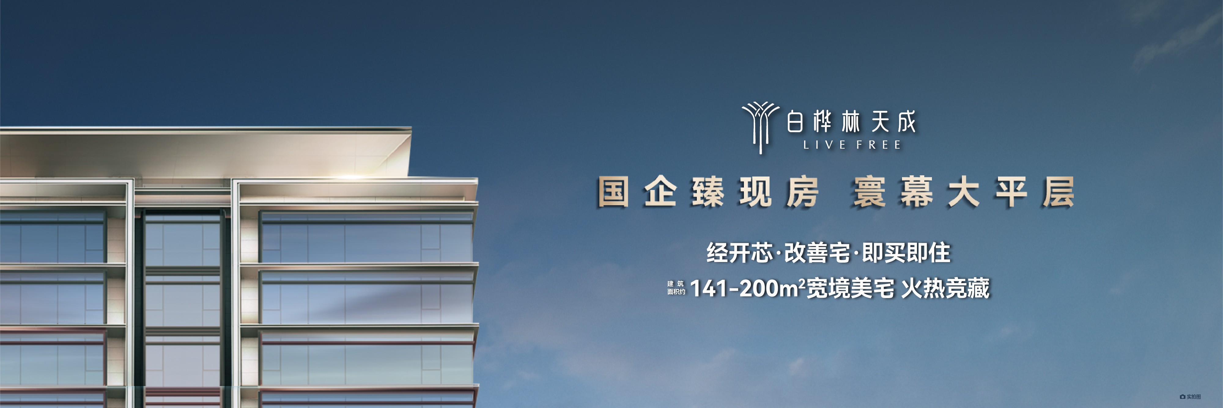 白桦林天成